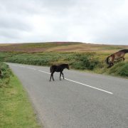 horses in exmoor national park