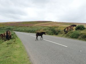 horses in exmoor national park