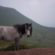 wild horse in brecon beacons wales