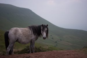 wild horse in brecon beacons wales