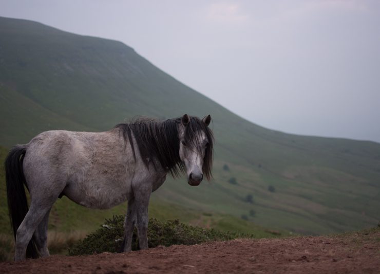 wild horse in brecon beacons wales