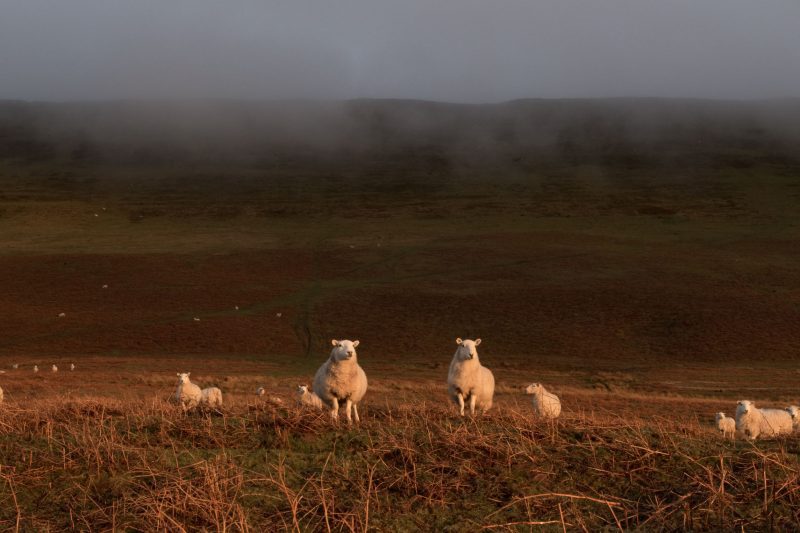 hay on wye 35mm film photography