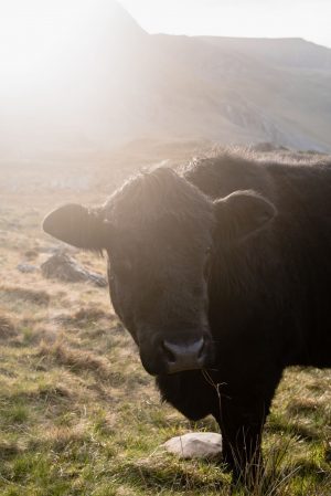 snowdonia photo diary