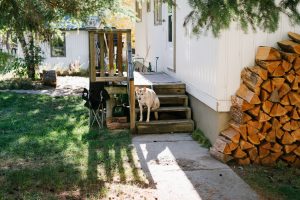 dog in field british columbia