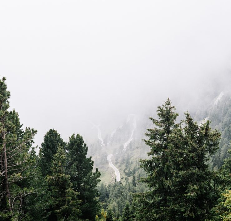misty trees and road in the dolomites italy