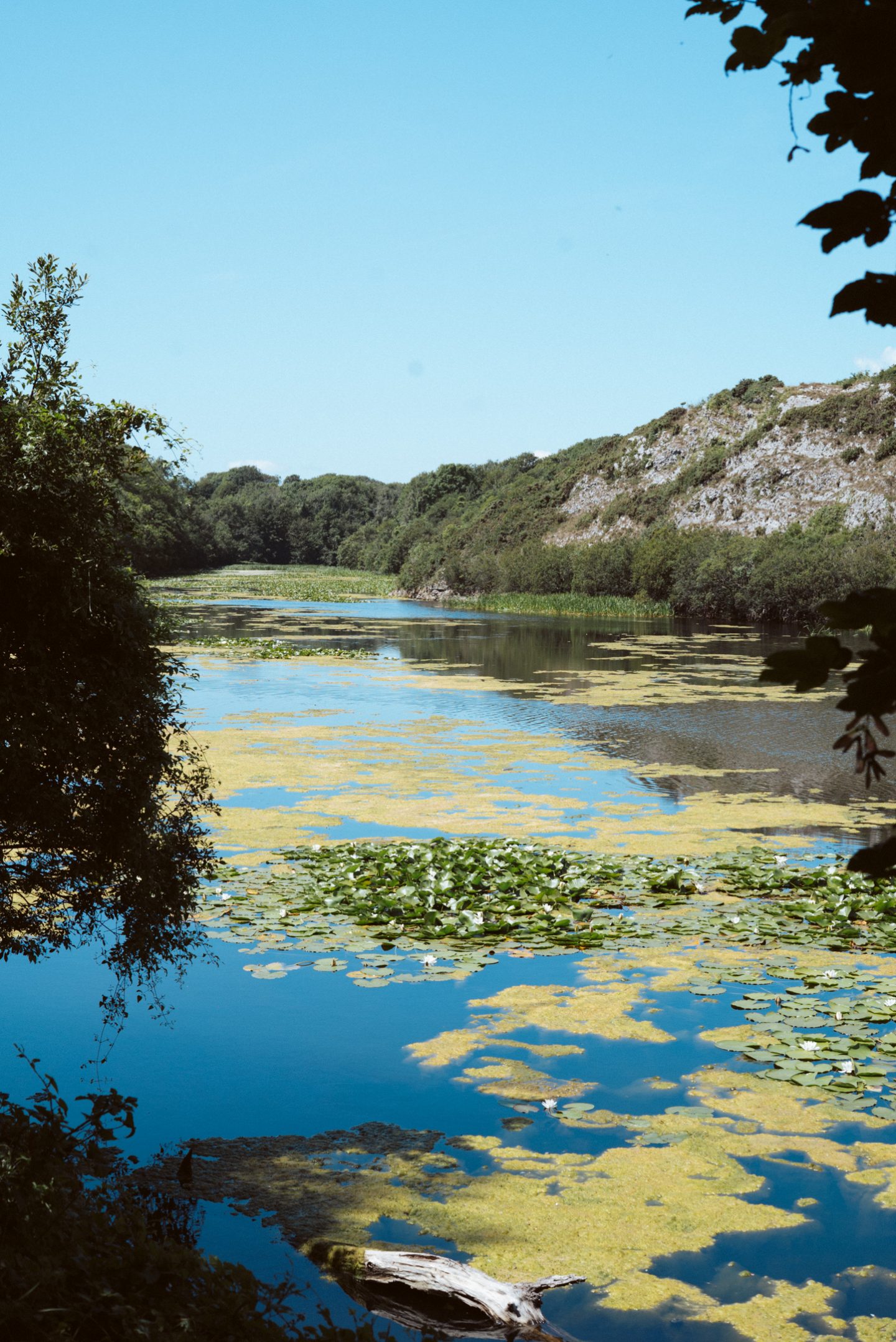 boshterston lily ponds on a sunny day