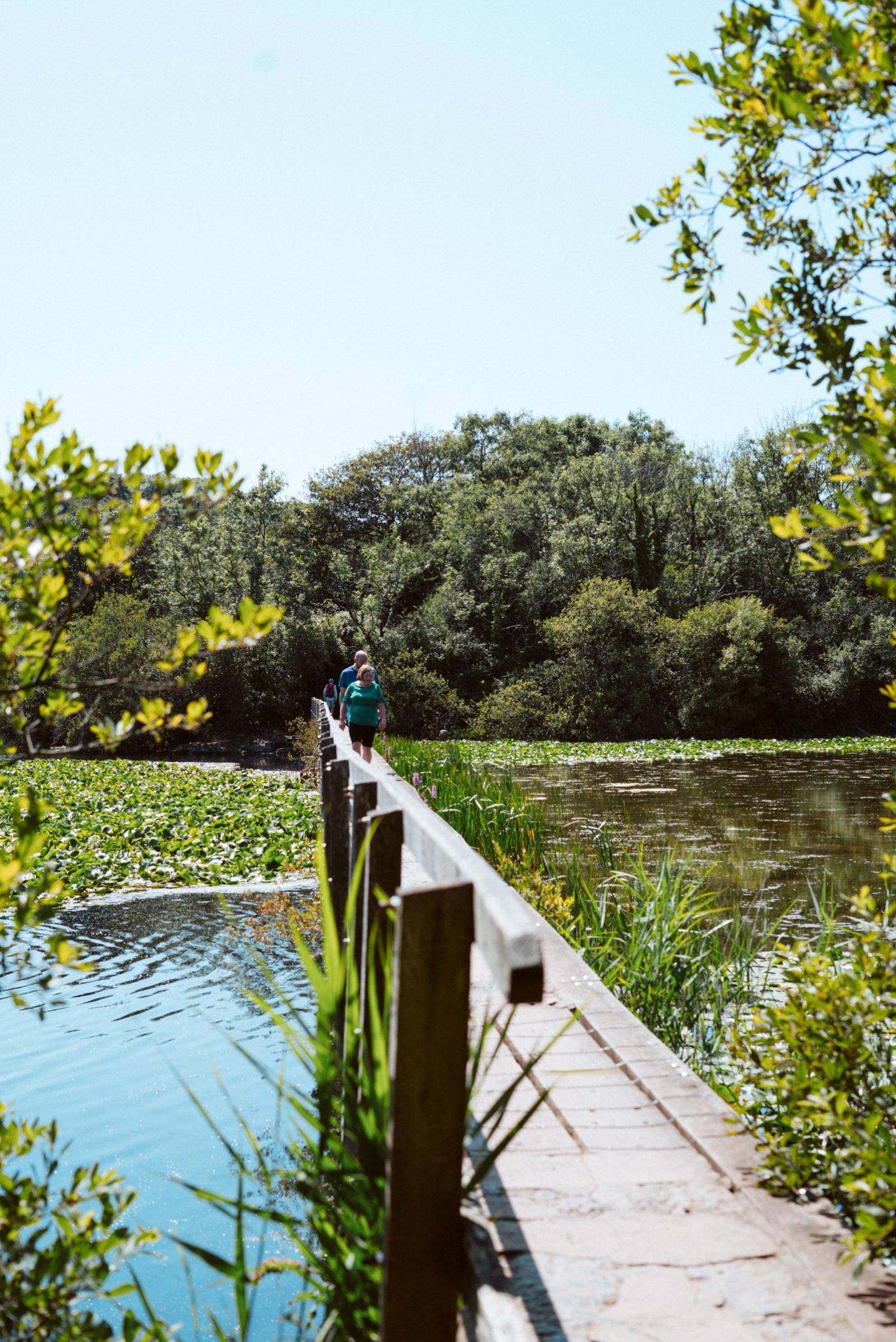 bridge walkway at boshterston lily ponds on a sunny day