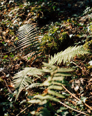 fern growing on the ground in the woods with sunlight highlighting the leaves