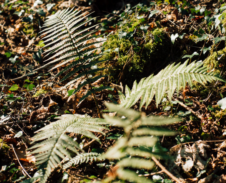fern growing on the ground in the woods with sunlight highlighting the leaves