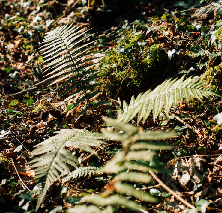 fern growing on the ground in the woods with sunlight highlighting the leaves